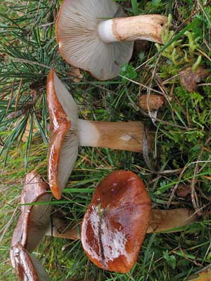 Tricholoma_fracticum